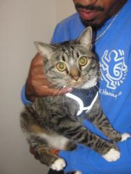 Reunited Male Cat last seen Near E Lee St, Tucson, AZ 85705, USA, Tucson, AZ 85705