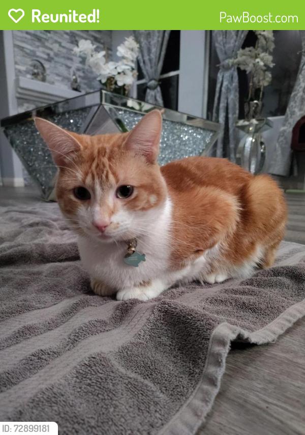 Reunited Male Cat last seen Empress Street and Arbor Park Lane by the Towngate Park, Moreno Valley, CA 92553