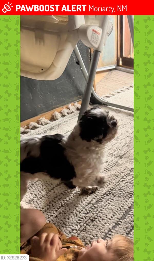 Lost Male Dog last seen Northwest of pilot truck stop, Moriarty, NM 87035