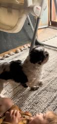 Lost Male Dog last seen Northwest of pilot truck stop, Moriarty, NM 87035