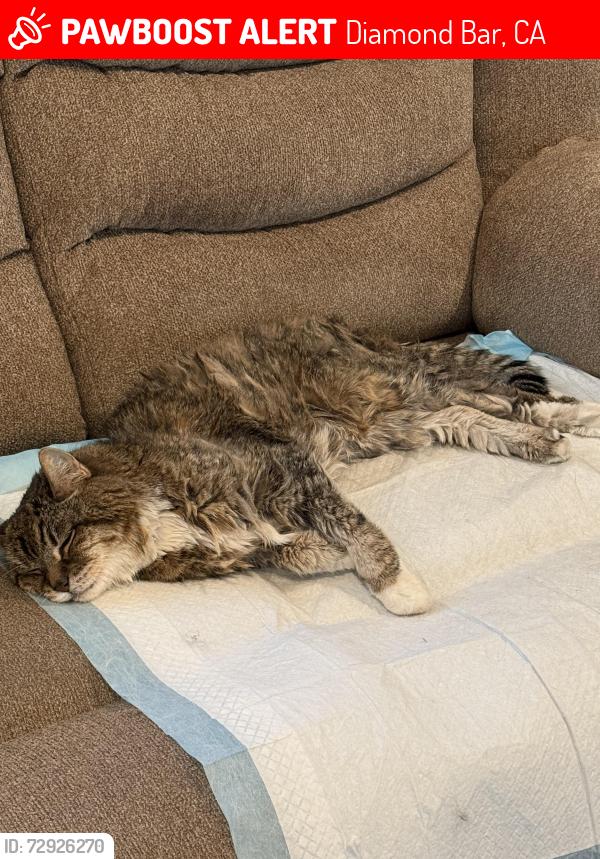 Lost Male Cat last seen Garage of the house, Diamond Bar, CA 91765
