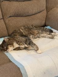 Lost Male Cat last seen Garage of the house, Diamond Bar, CA 91765