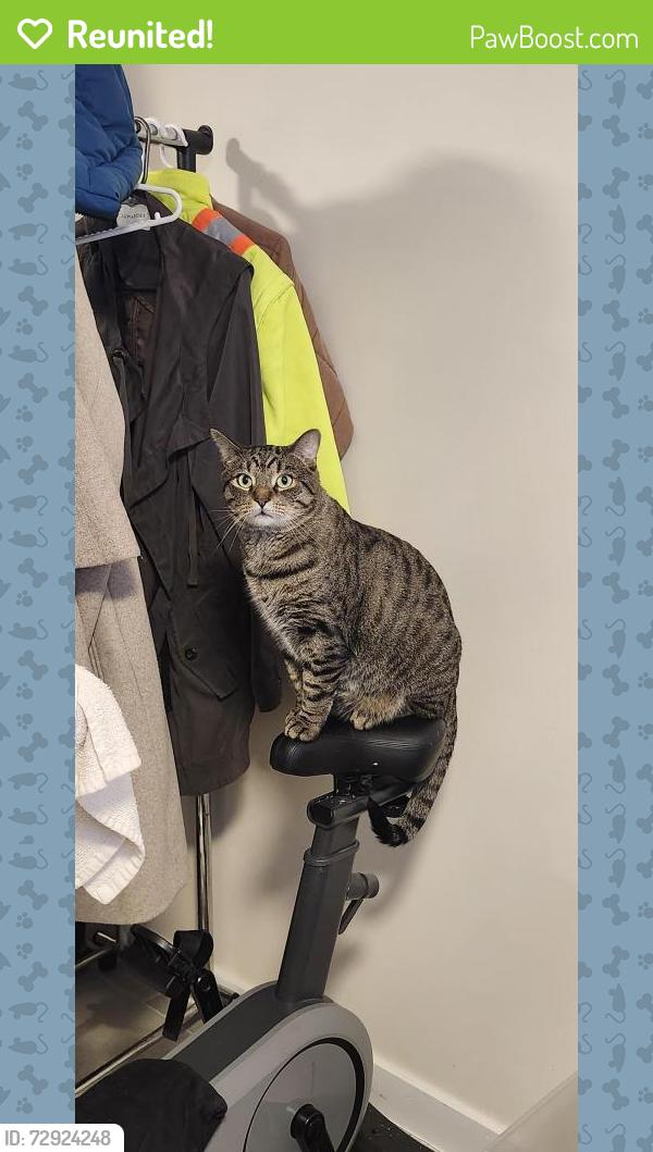 Reunited Male Cat last seen Av. O' Brindó et rue Poirier, Montréal, QC H4L 3T1