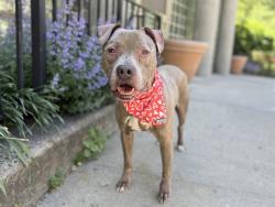 Shelter Stray Male Dog last seen Near Loisaida Alley, NEW YORK, NY, 10009, New York, NY 10029