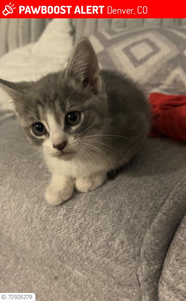 Lost Male Cat last seen 57th, Argonne, Denver, CO 80249