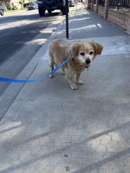 Reunited Male Dog last seen S Bluff Rd, Montebello, CA, USA, Montebello, CA 90660