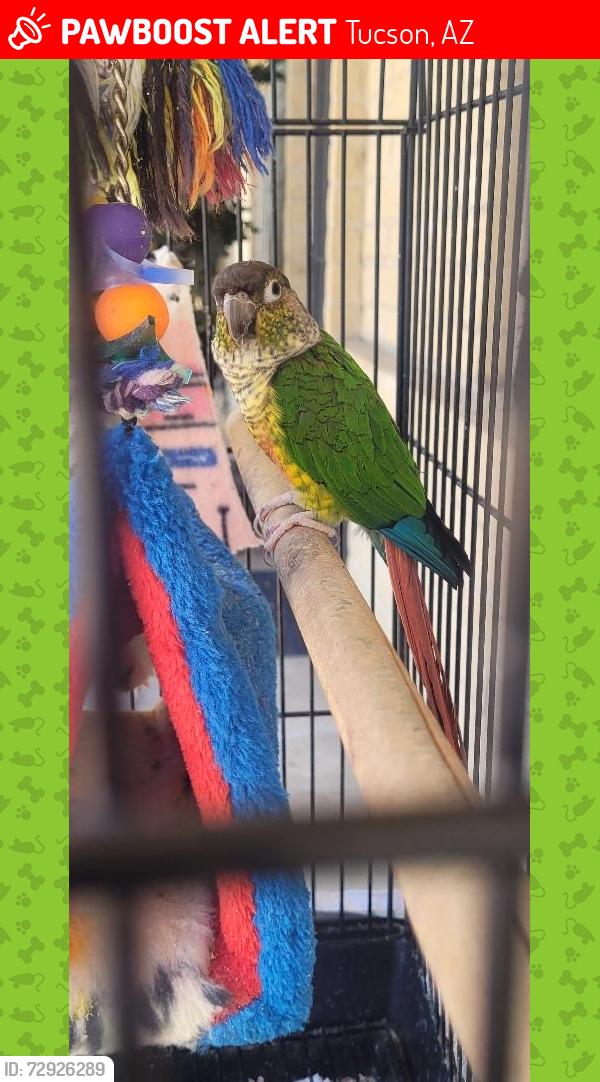 Lost Female Bird last seen Stella and Harrison, Tucson, AZ 85730