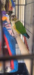 Lost Female Bird last seen Stella and Harrison, Tucson, AZ 85730