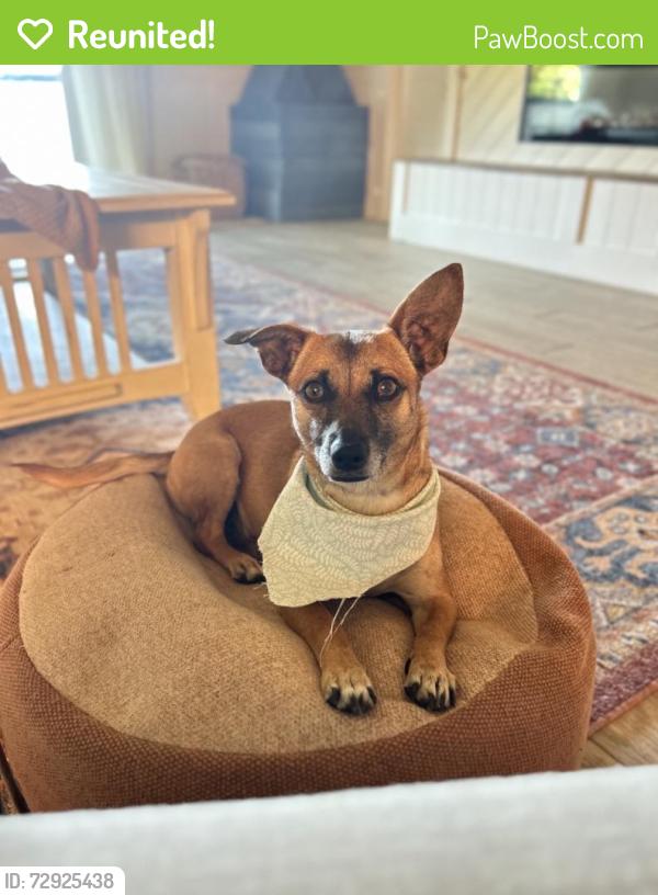 Reunited Female Dog last seen Pahmeyer Rd, New Braunfels, TX 78130, USA, New Braunfels, TX 78130