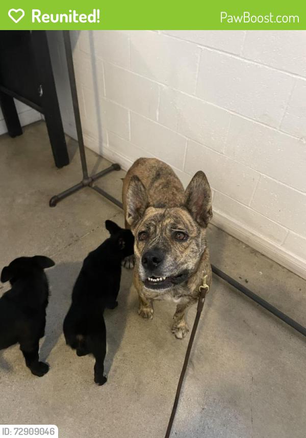 Reunited Female Dog last seen Near S Hill St, Los Angeles, CA 90037, Los Angeles, CA 90037