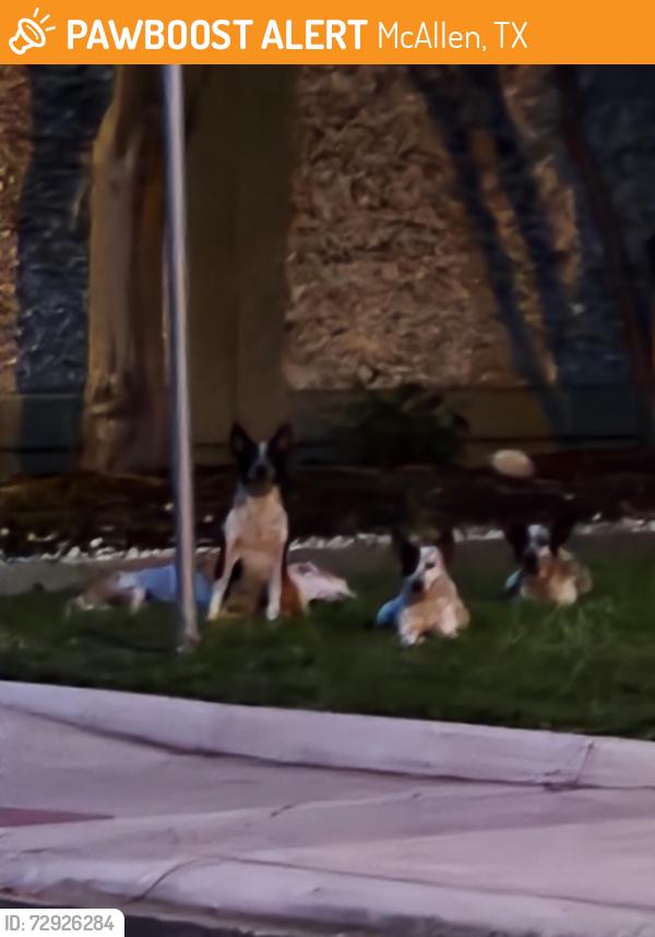Found/Stray Unknown Dog last seen Datepalm and 15th at main Datepalm entry, McAllen, TX 78501