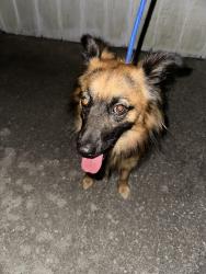 Reunited Male Dog last seen Central and woodman rd, Summerville, SC 29483