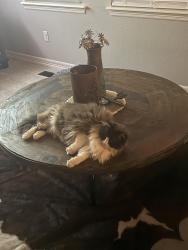 Lost Female Cat last seen S. Jackson Gap Way, Aurora, CO 80016