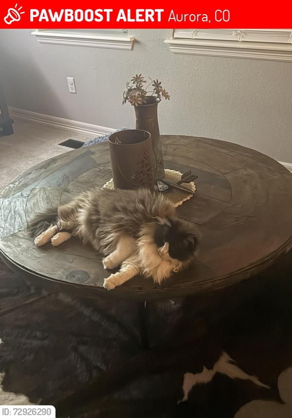 Lost Female Cat last seen S. Jackson Gap Way, Aurora, CO 80016