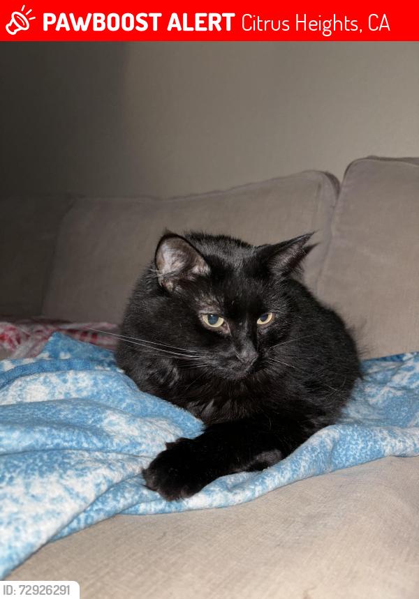 Lost Female Cat last seen antelope & auburn, Citrus Heights, CA 95621