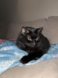 Lost Female Cat last seen antelope & auburn, Citrus Heights, CA 95621