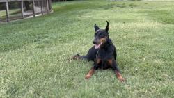 Reunited Female Dog last seen Locke Ave and Thomas, maybe Arlington Heights Highschool , Fort Worth, TX 76107