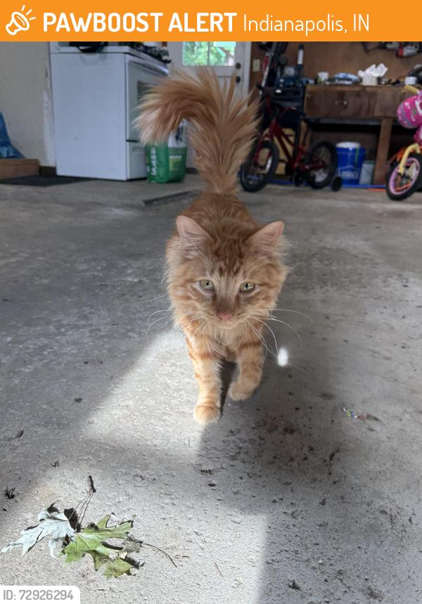 Found/Stray Male Cat last seen US31 and Banta, Indianapolis, IN 46227