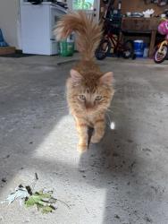 Found/Stray Male Cat last seen US31 and Banta, Indianapolis, IN 46227