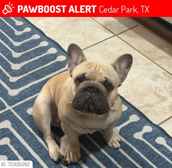 Lost Female Dog last seen Glen Hollow , Cedar Park, TX 78613