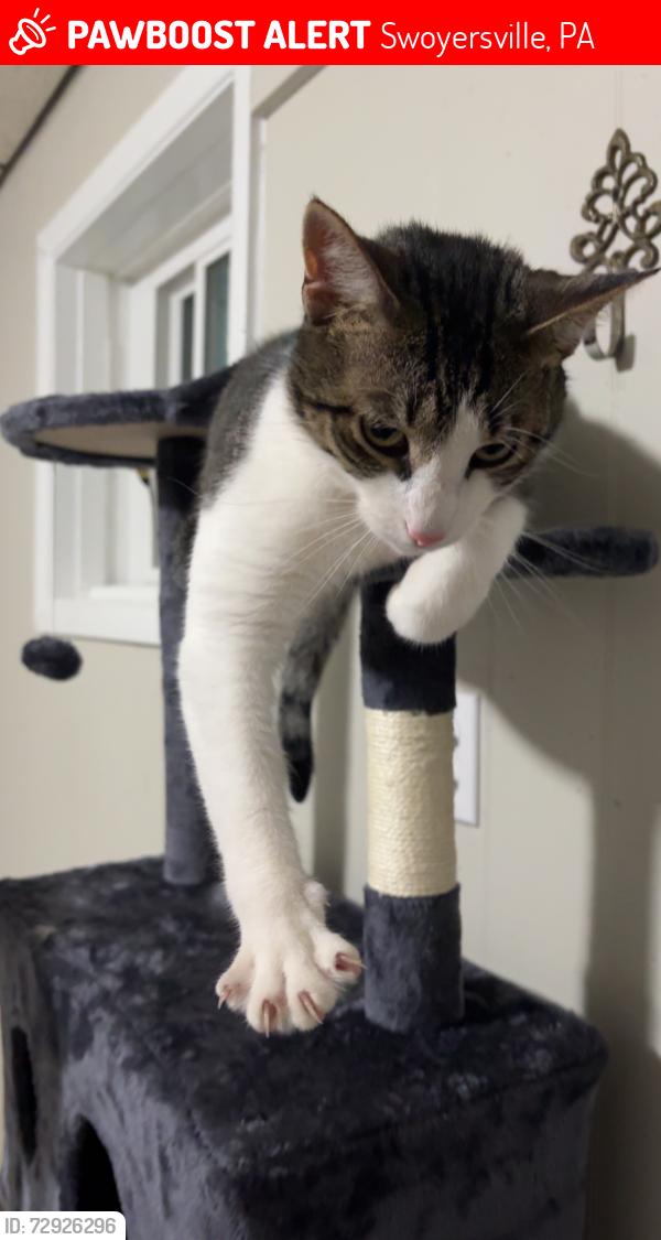 Lost Male Cat last seen Shoemaker and Simpson Swoyersville pa, Swoyersville, PA 18704