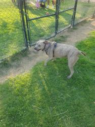 Reunited Female Dog last seen Morgan ln boron CA , Boron, CA 93516