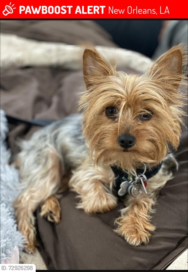 Lost Female Dog last seen Lurline street & Hammond Street , New Orleans, LA 70127