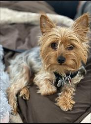 Lost Female Dog last seen Lurline street & Hammond Street , New Orleans, LA 70127