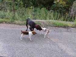 Found/Stray Unknown Dog last seen Noll Rd , Victoria County, TX 77974