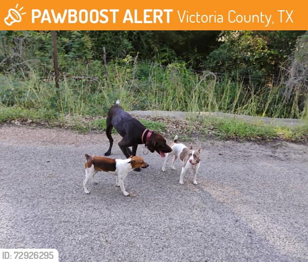 Found/Stray Unknown Dog last seen Noll Rd , Victoria County, TX 77974