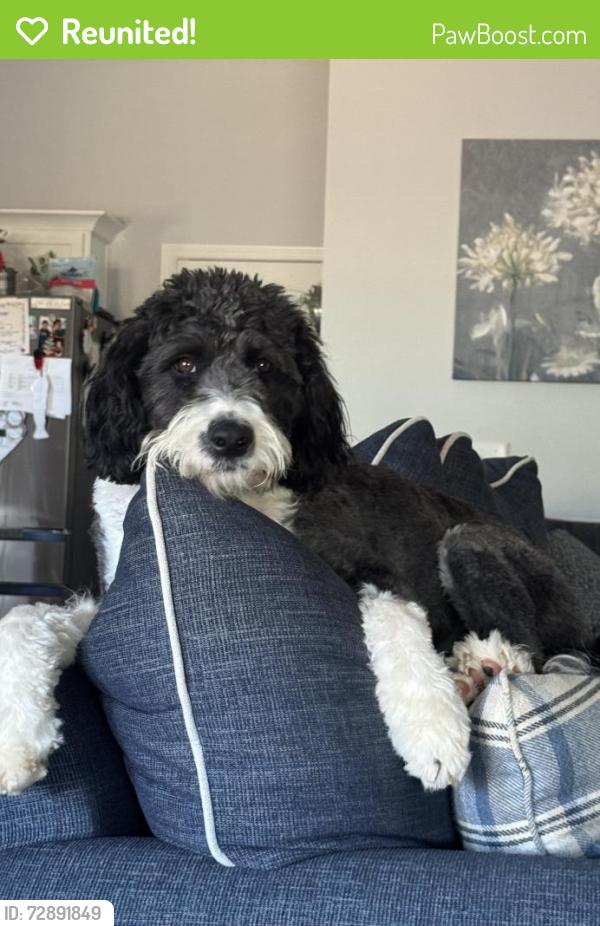 Reunited Female Dog last seen California and Milliken , Spartanburg, SC 29303