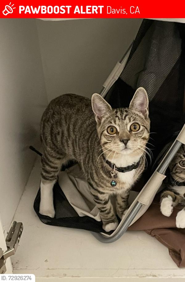 Lost Male Cat last seen Alhambra and Halcon Pl. , Davis, CA 95618