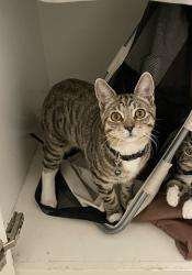 Lost Male Cat last seen Alhambra and Halcon Pl. , Davis, CA 95618