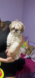 Reunited Male Dog last seen Solano , Las Cruces, NM 88001