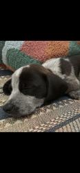Reunited Female Dog last seen Black Mountain, NC 28711, USA, Black Mountain, NC 28711