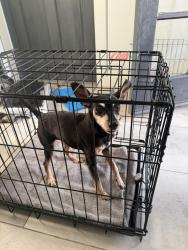 Found/Stray Unknown Dog last seen 18th st, camelback , Phoenix, AZ 85016