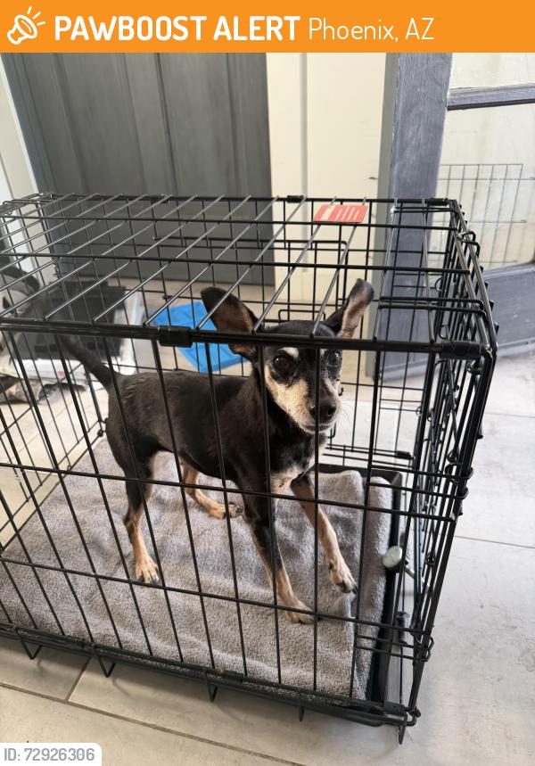 Found/Stray Unknown Dog last seen 18th st, camelback , Phoenix, AZ 85016