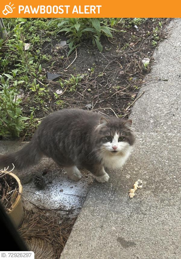 Found/Stray Unknown Cat last seen Schoolcraft and Wilcox, Plymouth, mi , Plymouth Township, MI 48170