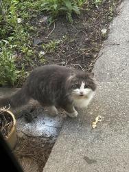 Found/Stray Unknown Cat last seen Schoolcraft and Wilcox, Plymouth, mi , Plymouth Township, MI 48170