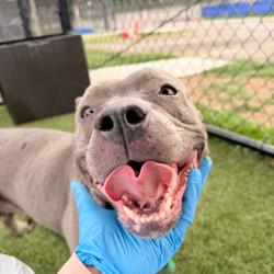 Shelter Stray Female Dog last seen , Philadelphia, PA 19140