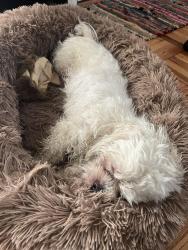 Reunited Male Dog last seen Ledgewood Dr / Asman Ave, Cincinnati, OH 45229