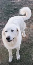 Reunited Male Dog last seen Horse whisperer ct, Decatur, TX 76234