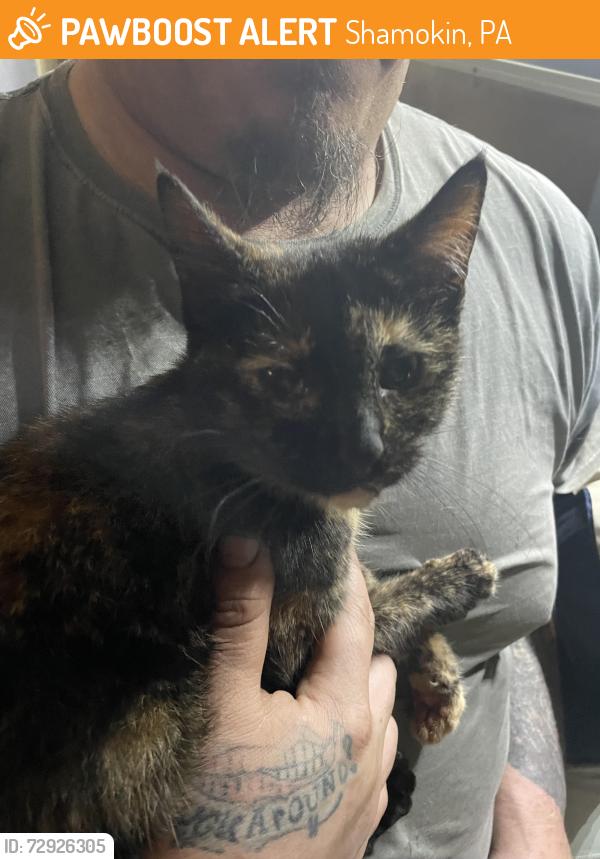 Found/Stray Female Cat last seen Rock street pool, Shamokin, PA 17872