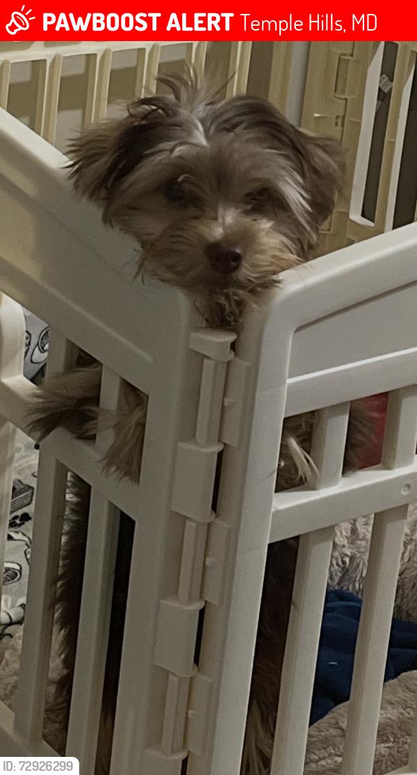 Lost Male Dog last seen Temple Hills Rd near Community Center, Temple Hills, MD 20748