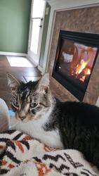 Lost Male Cat last seen Near morgans run, Olmsted Falls, OH 44138