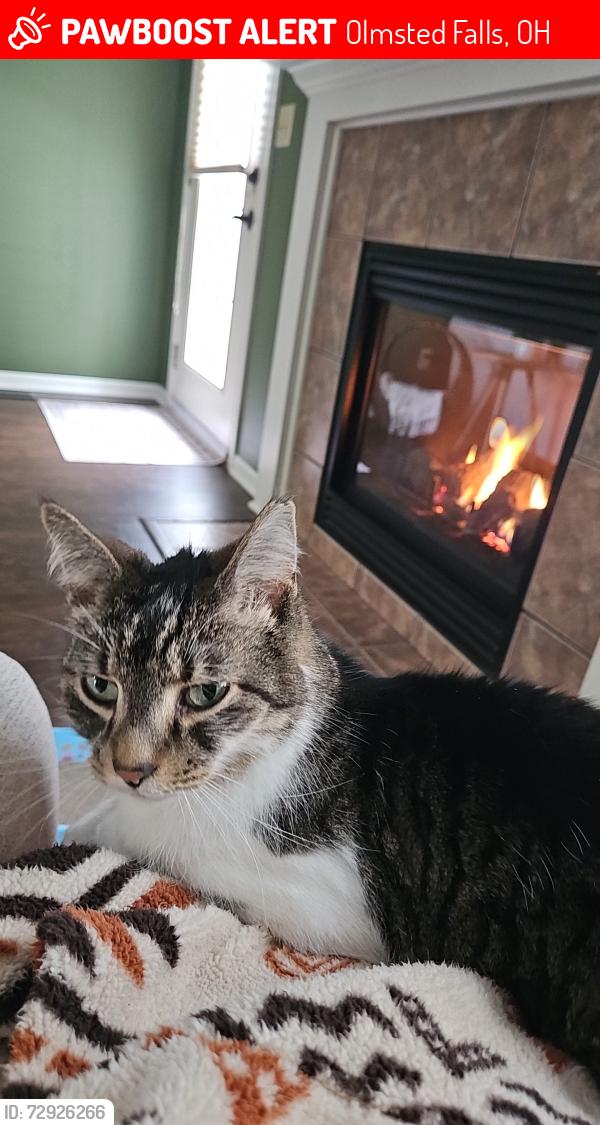 Lost Male Cat last seen Near morgans run, Olmsted Falls, OH 44138