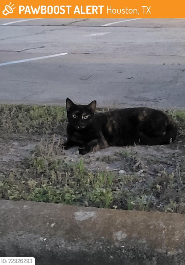 Found/Stray Unknown Cat last seen In the parking lot on the right side of the apmts , Houston, TX 77095
