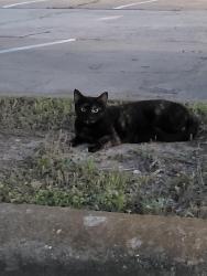 Found/Stray Unknown Cat last seen In the parking lot on the right side of the apmts , Houston, TX 77095