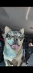 Lost Male Dog last seen Tin top rd by the enter section , Weatherford, TX 76086