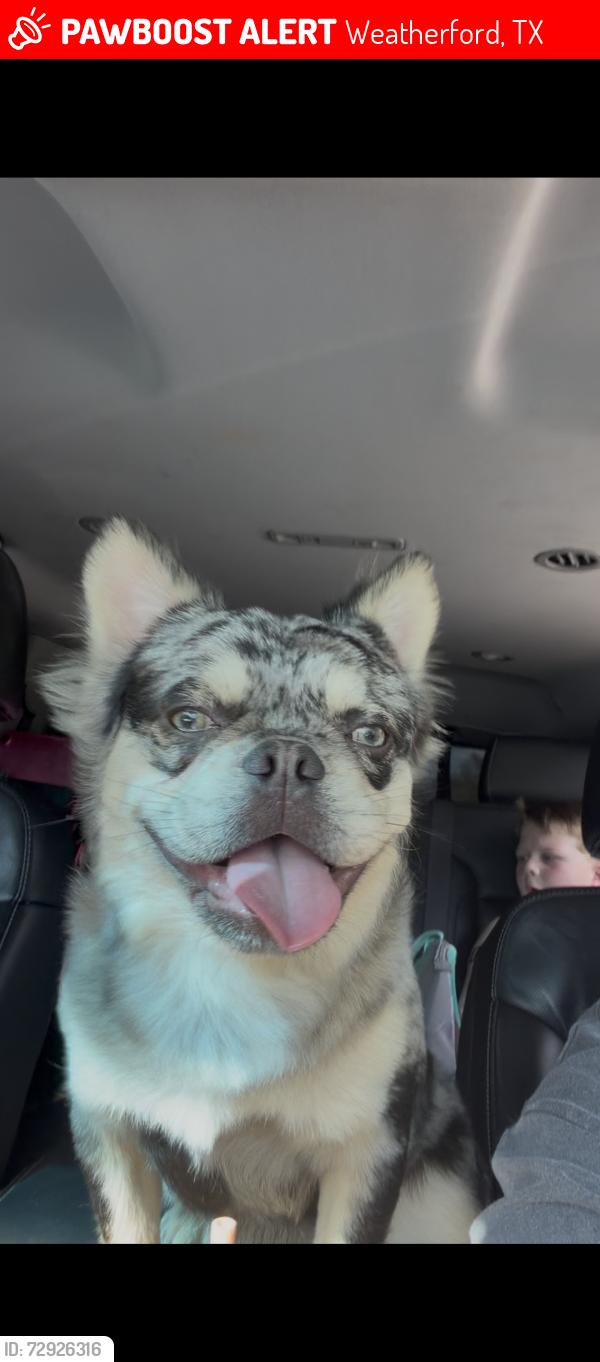 Lost Male Dog last seen Tin top rd by the enter section , Weatherford, TX 76086